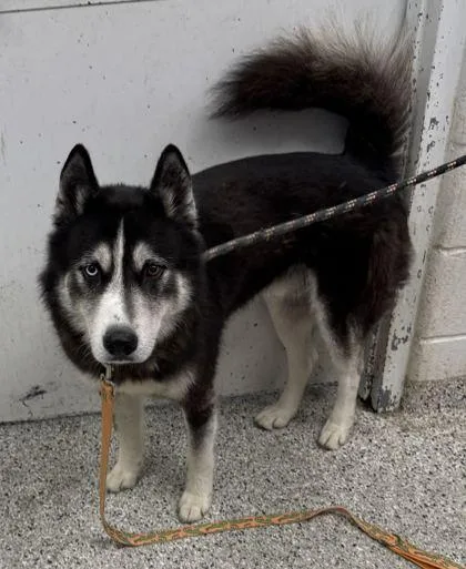 Zorro