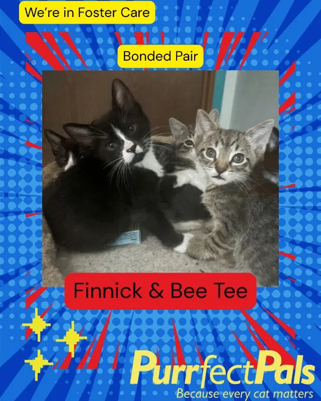 Bee Tee thumbnail 2