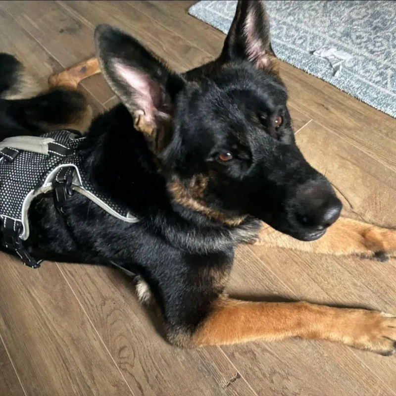 An adult large-sized female German Shepherd Dog dog named Ida for adoption in Penfield, NY