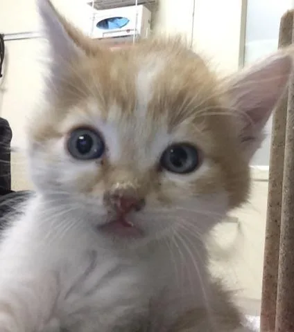 A young small-sized female Domestic Short Hair cat named Luna for adoption in Riverside, CA