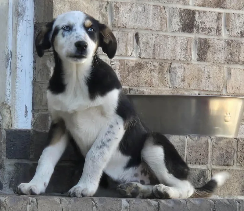 A young large-sized female Collie dog named Beauty for adoption in Holbrook, NY