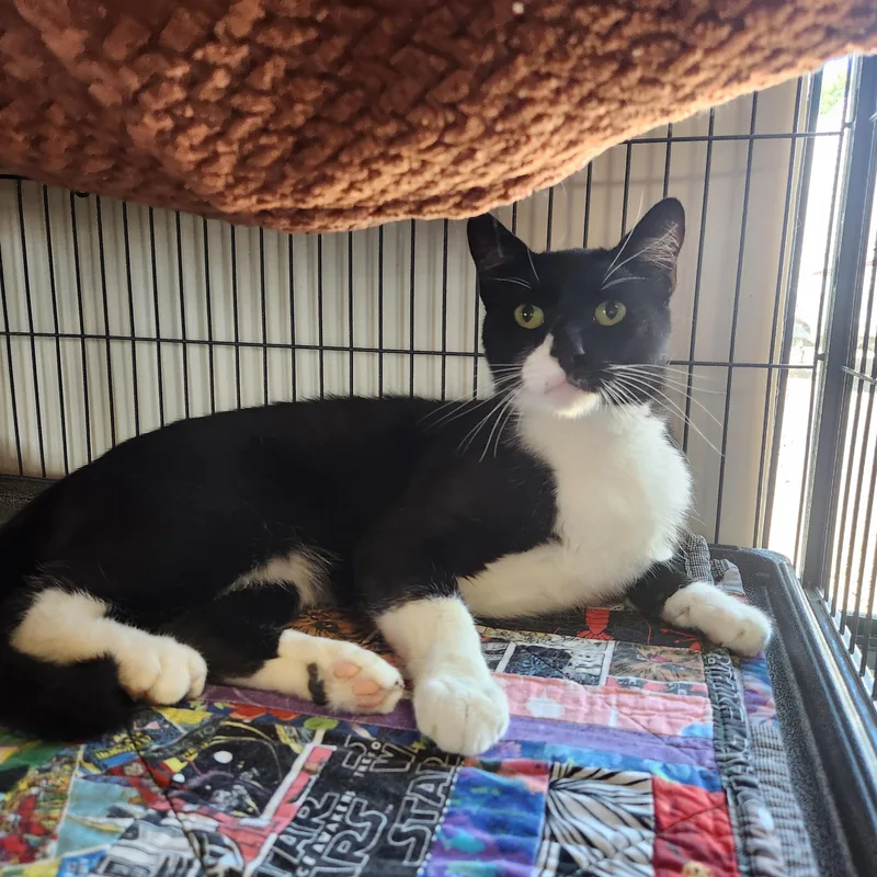 An adult medium-sized male Black & White / Tuxedo Domestic Short Hair cat named Sylvester for adoption in Yarnell, AZ
