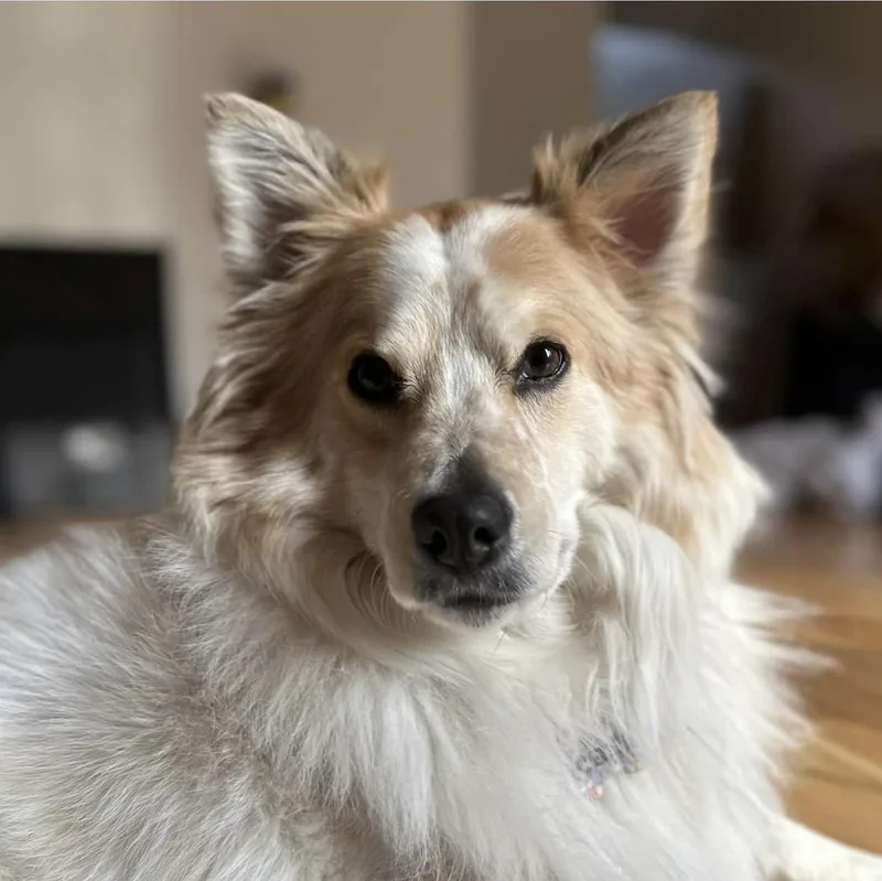 An adult medium-sized female Border Collie dog named Moxie for adoption in University Place, WA