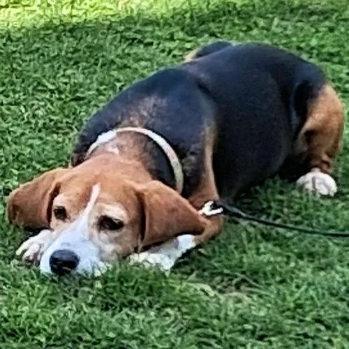 An adult small-sized female Tricolor (Brown, Black, & White) Beagle dog named Athena for adoption in Toledo, OH