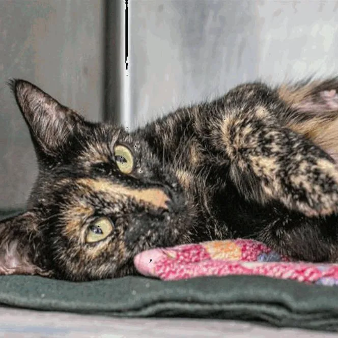 An adult medium-sized female Domestic Short Hair cat named Peggy for adoption in New York, NY