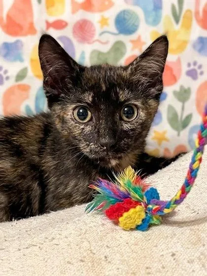 A baby small-sized female Domestic Short Hair cat named Obsidian for adoption in New Orleans, LA