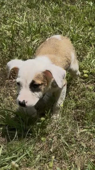 A baby medium-sized male Labrador Retriever dog named Odin for adoption in Kiln, MS