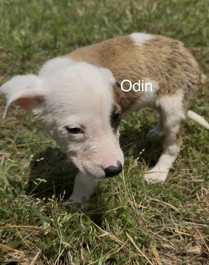 Odin thumbnail 2