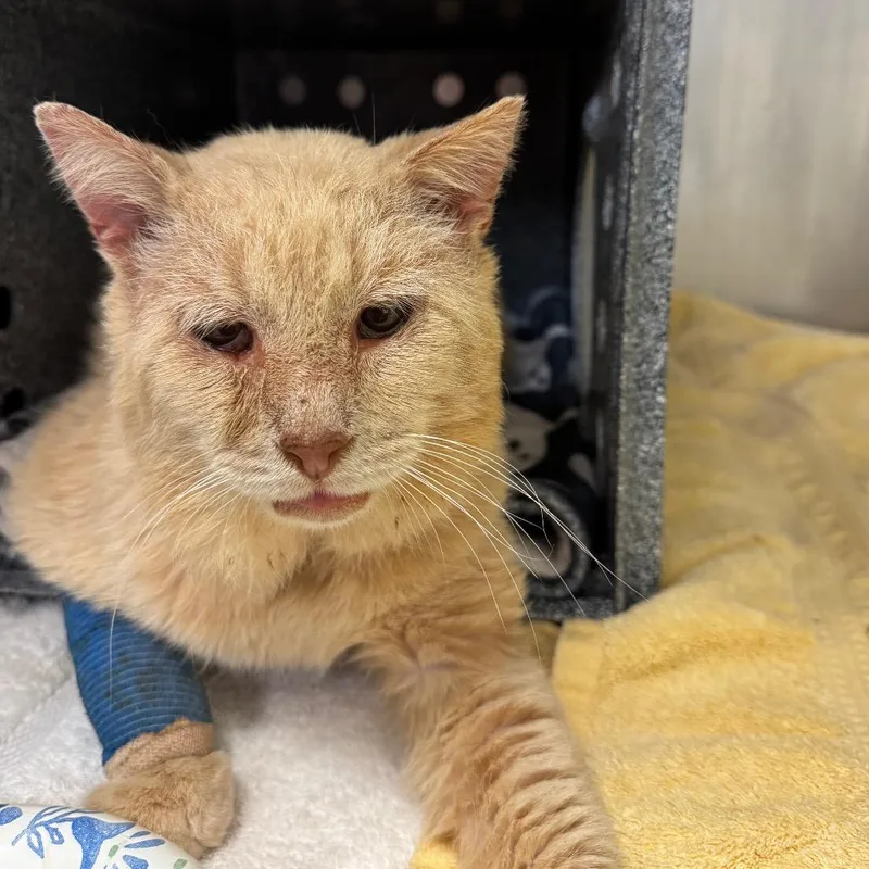 An adult large-sized male Buff / Tan / Fawn Domestic Short Hair cat named Tommy Dreams for adoption in Charlottesville, VA