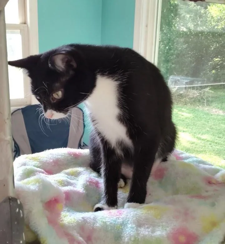 An adult medium-sized female Tuxedo cat named Laila for adoption in Somerset, KY