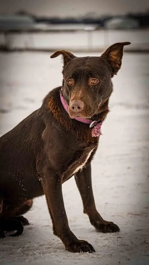 Remi