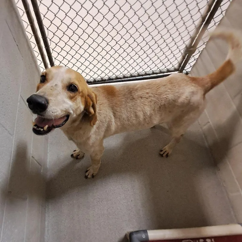 A senior medium-sized male Red / Chestnut / Orange Hound dog named Linus for adoption in Parrish, AL