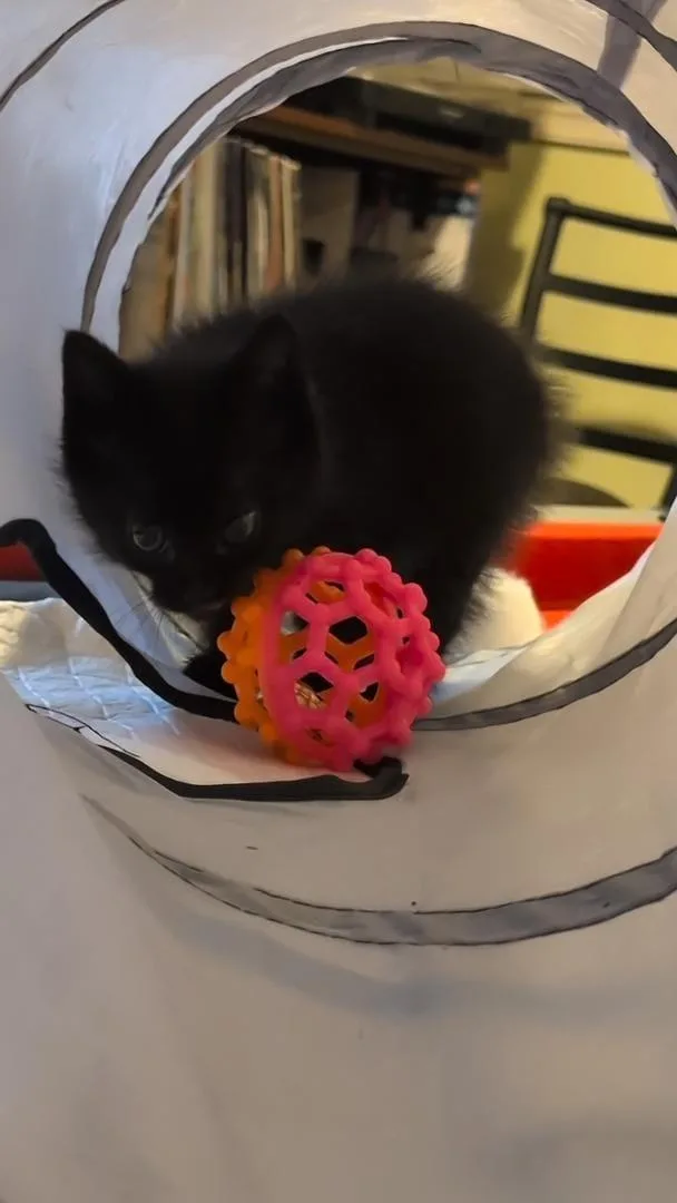 A baby small-sized male Black Domestic Short Hair cat named Momo for adoption in Odenton, MD
