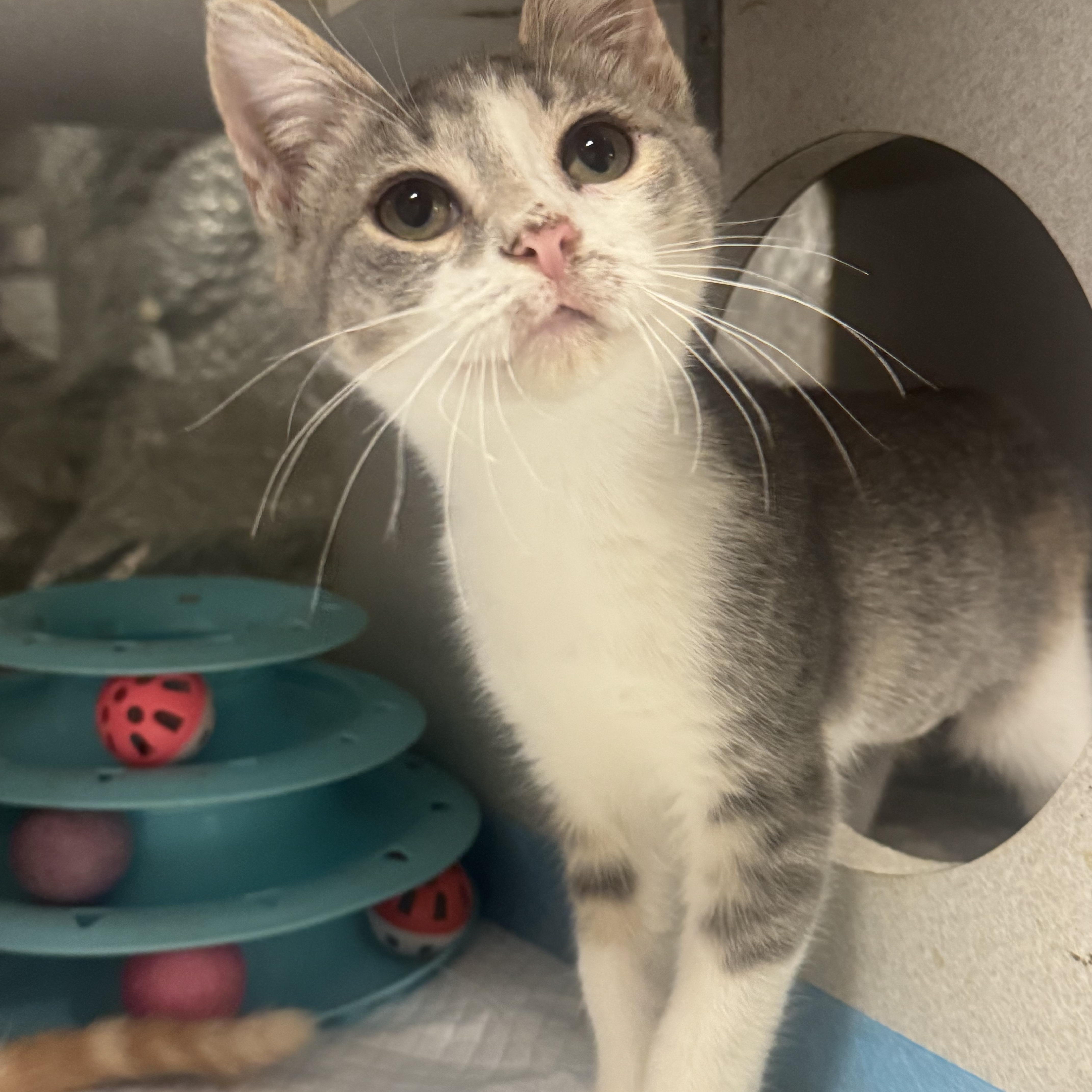 A baby medium-sized female Dilute Calico Domestic Short Hair cat named Cammy for adoption in Fredericksburg, VA