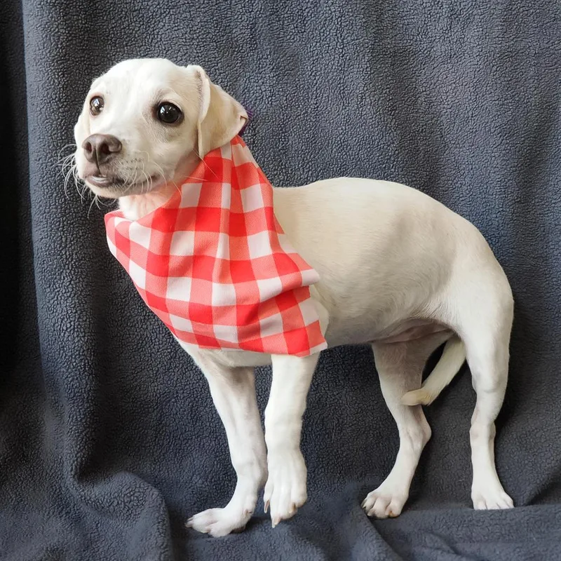 A young small-sized female White / Cream Jack Russell Terrier dog named ALMOND now LUCY for adoption in Point Richmond, CA