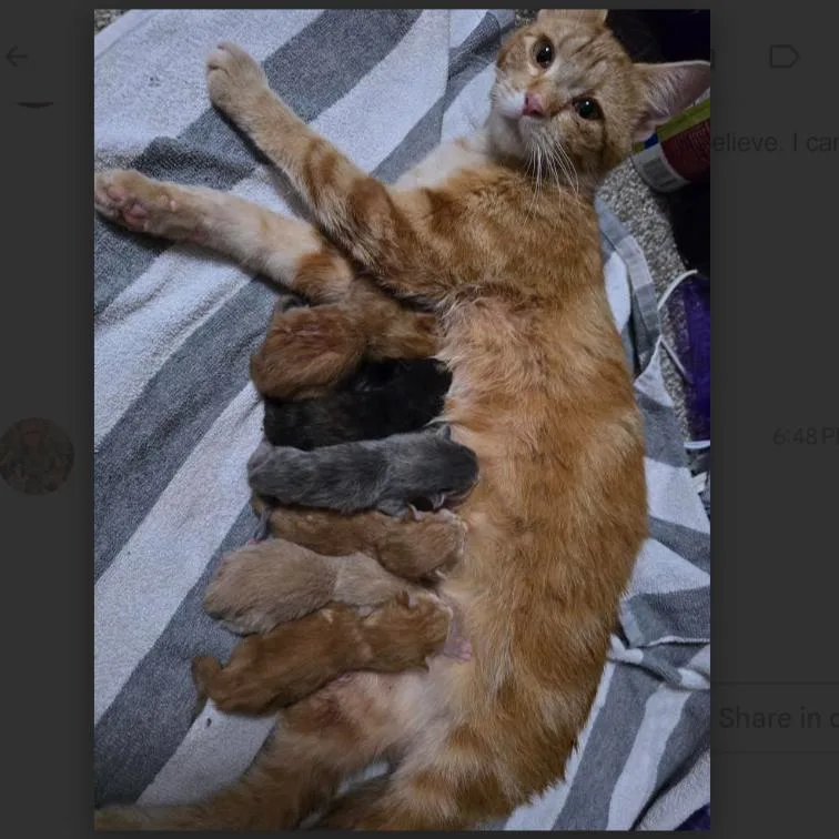 A baby small-sized male Buff / Tan / Fawn Domestic Short Hair cat named Malcom C for adoption in Princeton, MN