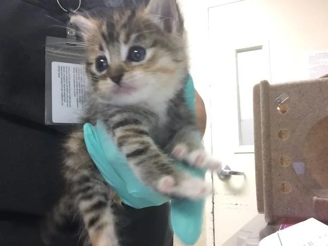 A baby small-sized female Domestic Short Hair cat named Jess for adoption in Riverside, CA