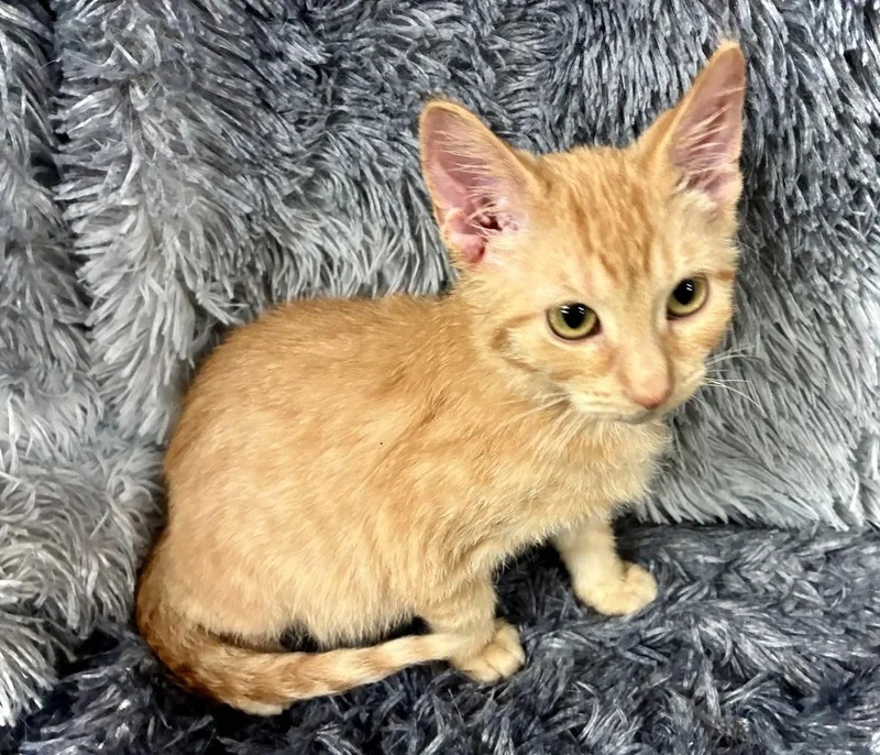 A baby small-sized male Domestic Short Hair cat named Rooster for adoption in Forest Lake, MN
