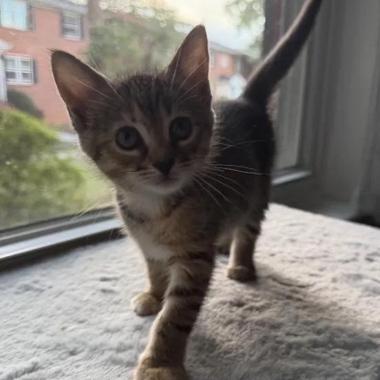 A baby small-sized female Domestic Short Hair cat named Dora for adoption in Cumming, GA