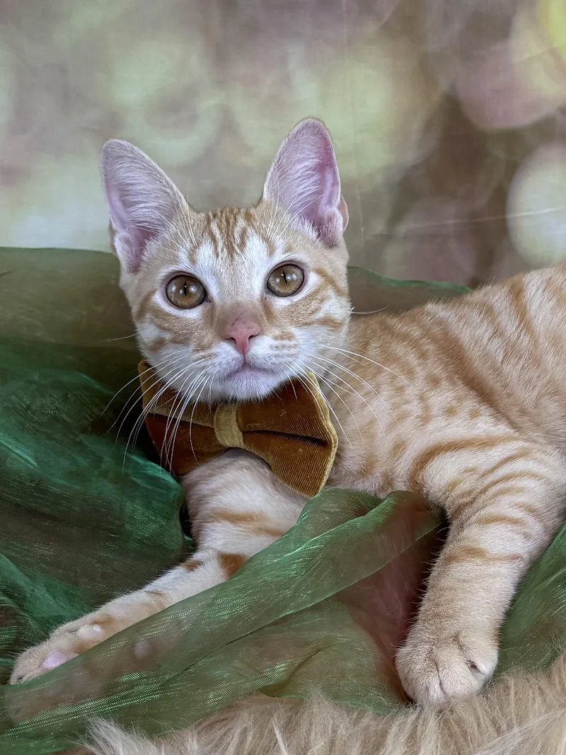 A baby small-sized male Orange / Red Tabby cat named Howl for adoption in Houston, TX