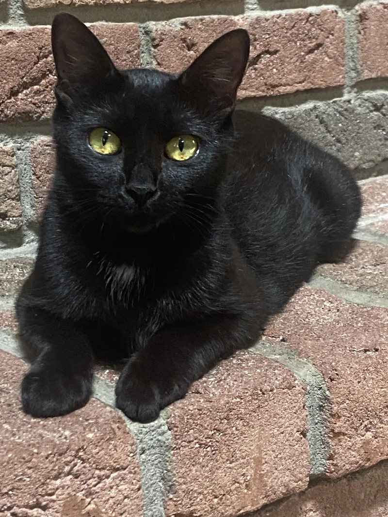 A young small-sized female Black Domestic Short Hair cat named Mama Bear for adoption in Hartville, OH