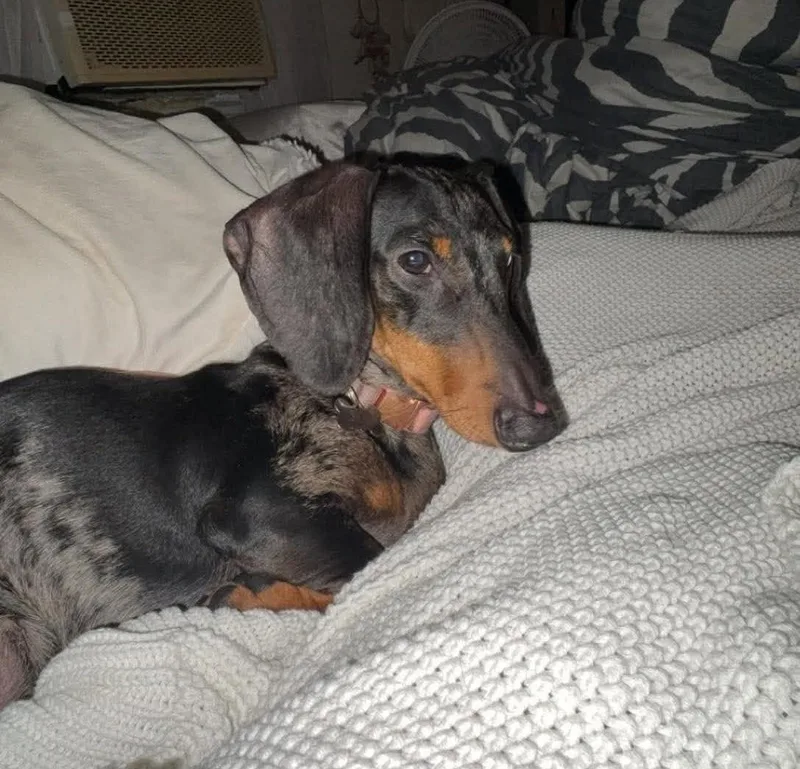 A young small-sized female Dachshund dog named Sky for adoption in Rochester, NY
