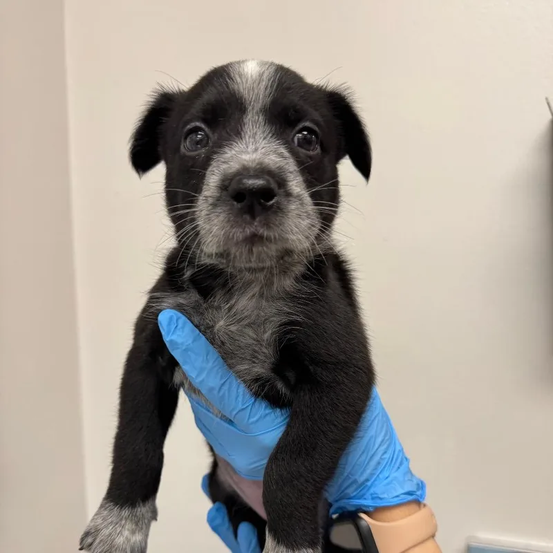 A baby small-sized female Black Mixed Breed dog named Thanksgiving for adoption in Columbiana, AL