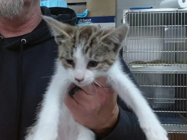 A baby small-sized male Domestic Short Hair cat named Clyde for adoption in Salinas, CA