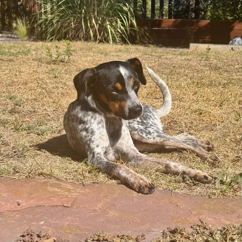 A young small-sized male Tricolor (Brown, Black, & White) Australian Cattle Dog / Blue Heeler dog named Jesse for adoption in Boulder, CO