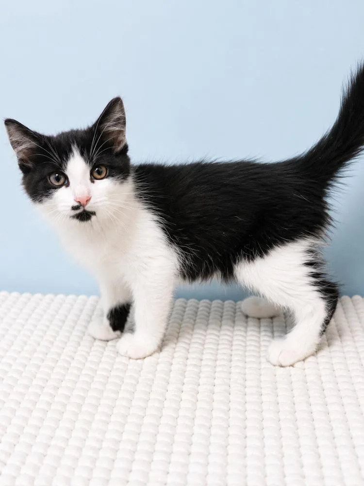 A baby small-sized male Black & White / Tuxedo Domestic Medium Hair cat named Pinto for adoption in Homer Glen, IL