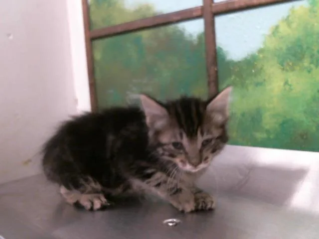 A baby small-sized female Domestic Short Hair cat named Maisie for adoption in Houston, TX