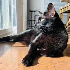 A senior small-sized male Black Domestic Short Hair cat named Oakley for adoption in Roanoke, VA