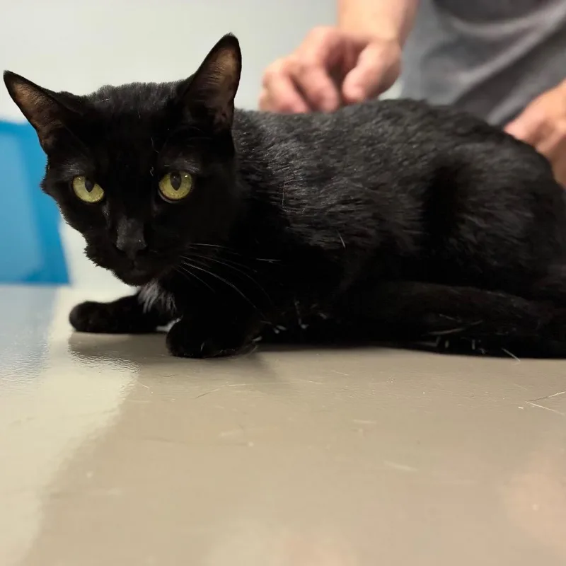 An adult small-sized female Domestic Short Hair cat named Selia for adoption in Shelbyville, IN