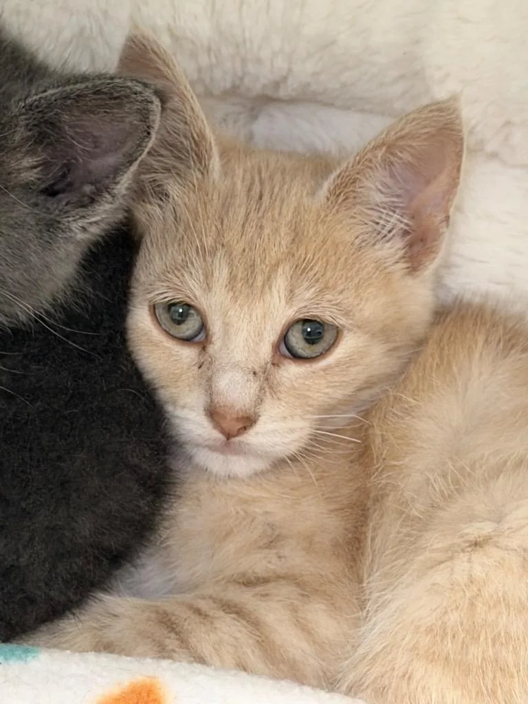 A baby medium-sized male Domestic Short Hair cat named Jesse for adoption in Menomonie, WI