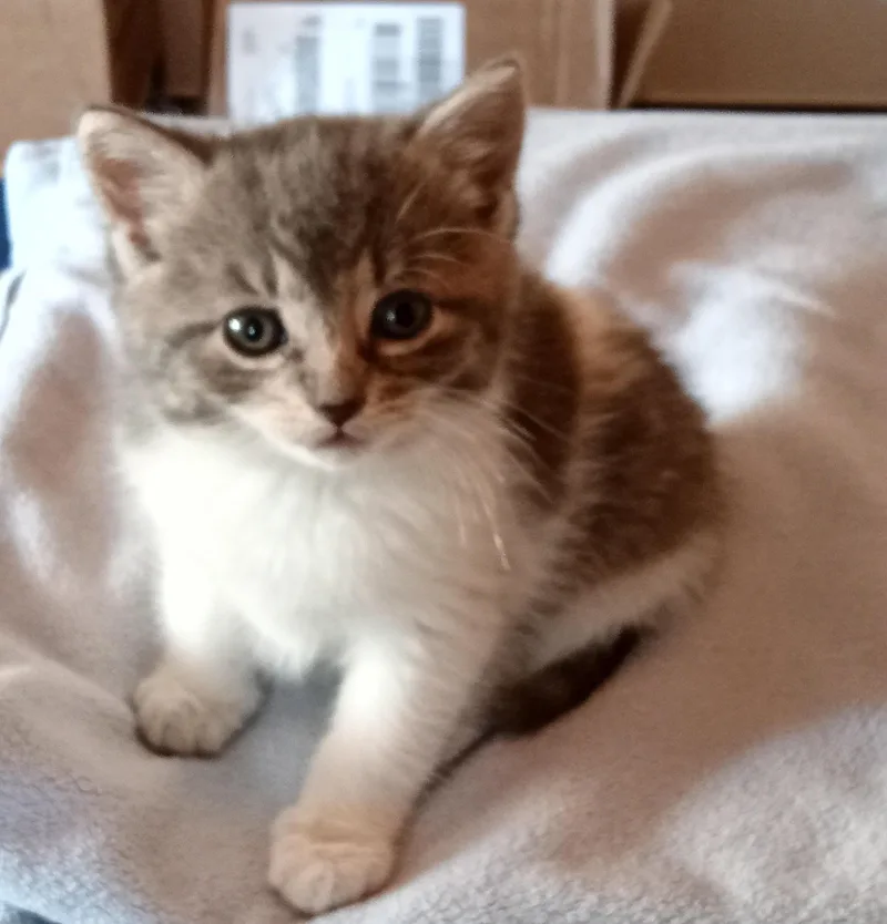 A baby medium-sized female Gray & White Domestic Short Hair cat named Abbey for adoption in Southbury, CT
