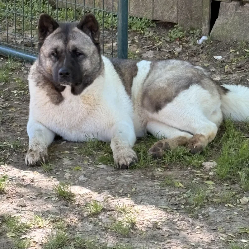 Willow