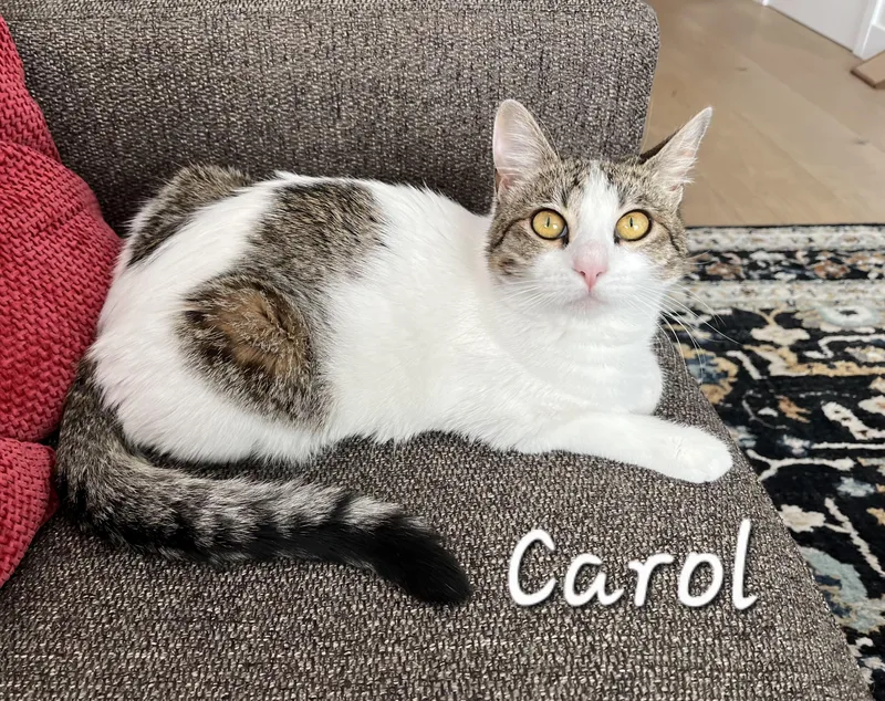 Carol thumbnail 2