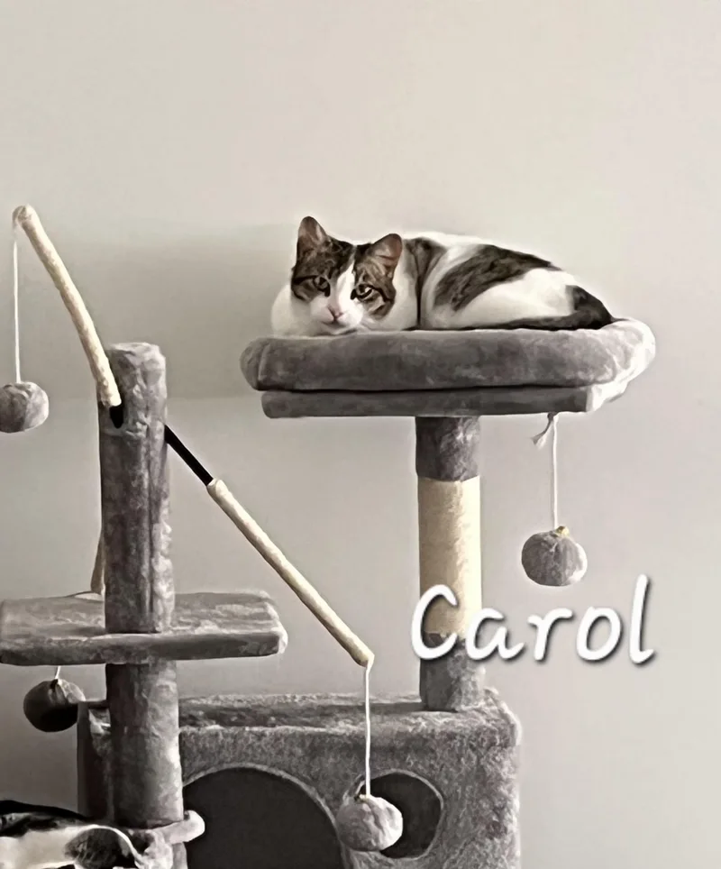 Carol thumbnail 3