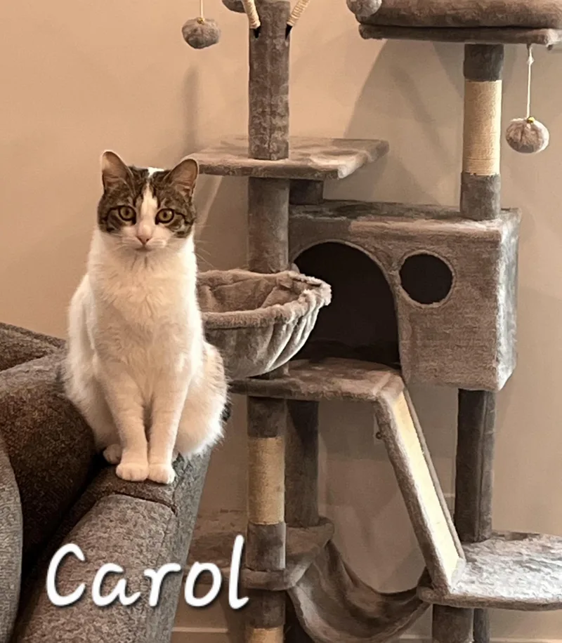 Carol thumbnail 4