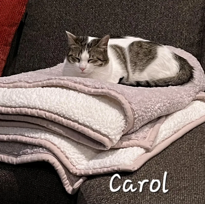 Carol thumbnail 5