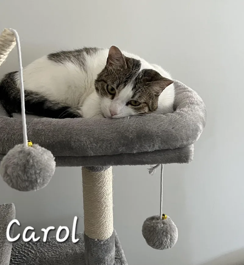 Carol thumbnail 6