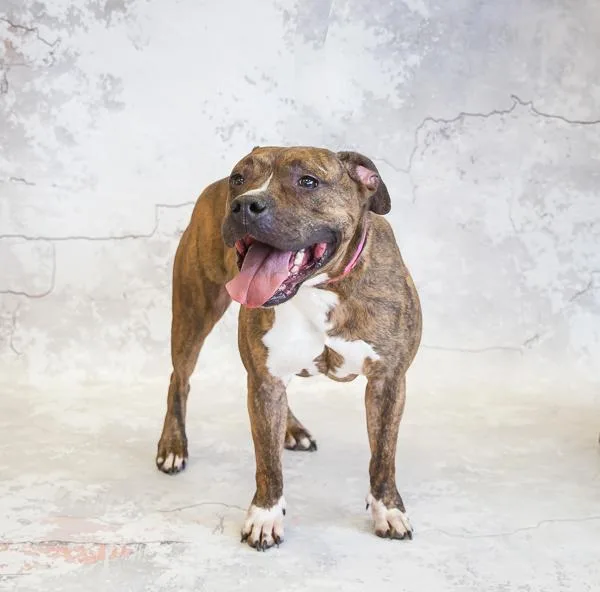 Pen   Brooklyn thumbnail 2