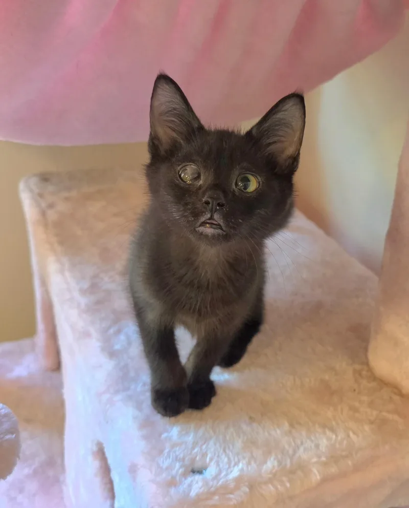 A baby medium-sized male Black Domestic Short Hair cat named Swift Wind for adoption in Rochester, WA