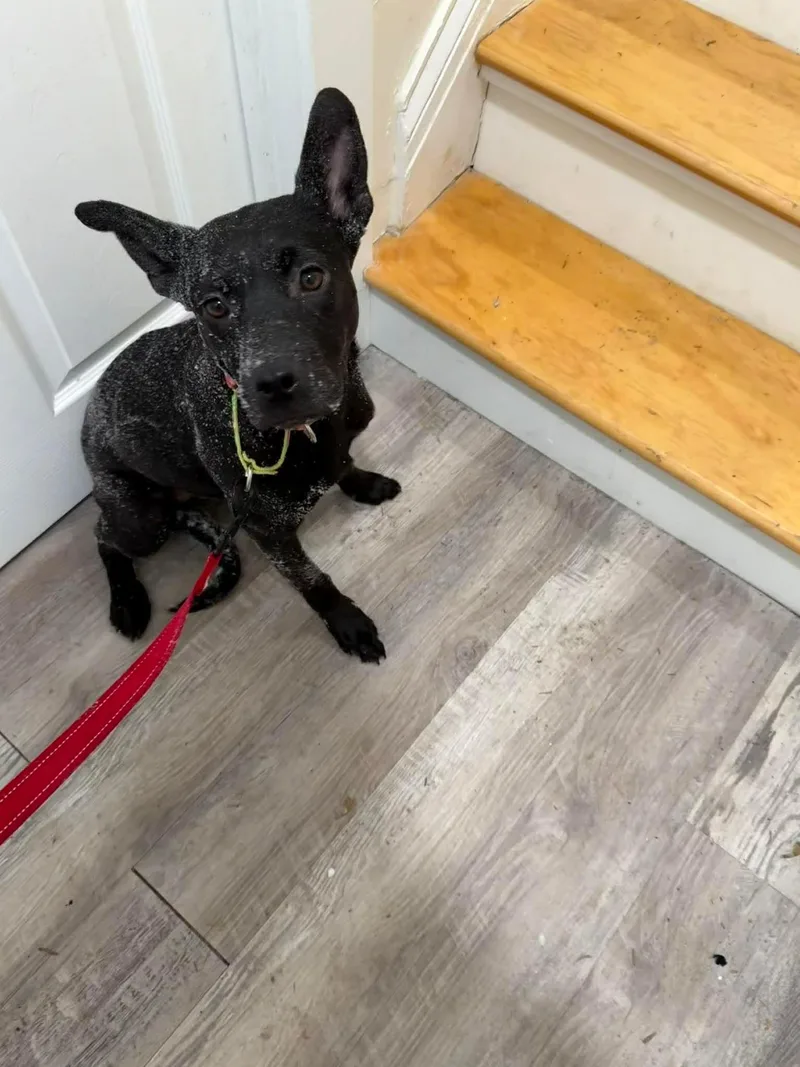 Clementine thumbnail 4