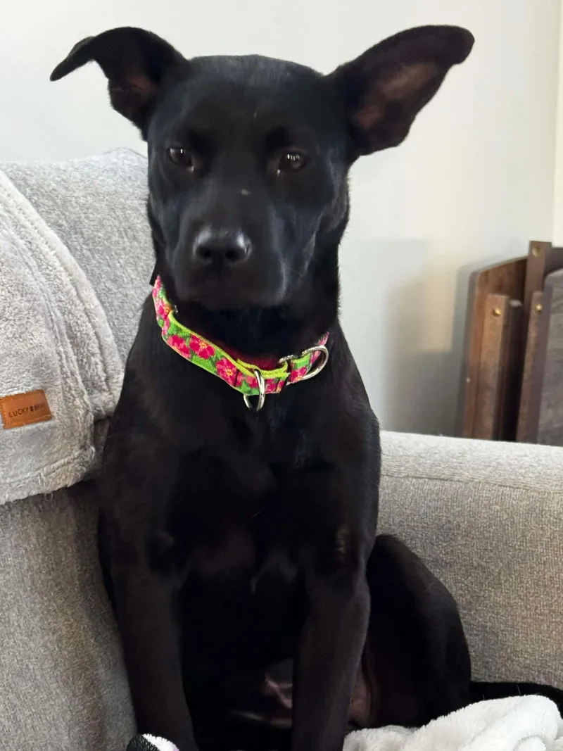 Clementine thumbnail 6