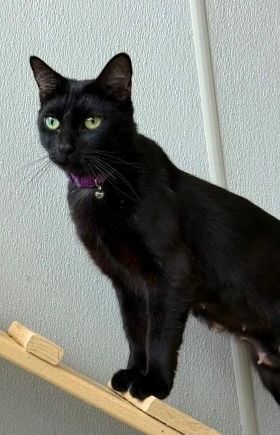 A young medium-sized female Domestic Short Hair cat named Olive for adoption in Dalton, GA