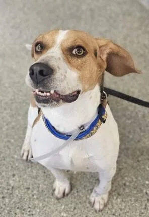 An adult small-sized male Beagle dog named Cooper for adoption in Kansas City, MO