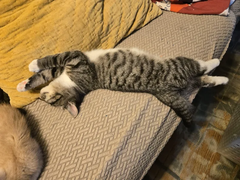 A baby medium-sized female Tabby (Brown / Chocolate) Domestic Short Hair cat named Mary Jane for adoption in Sioux Falls, SD