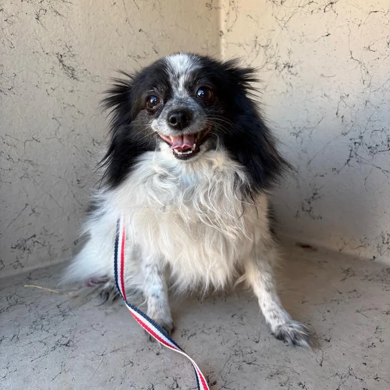 An adult small-sized female Black Pomeranian dog named Pepper for adoption in Henderson, NV