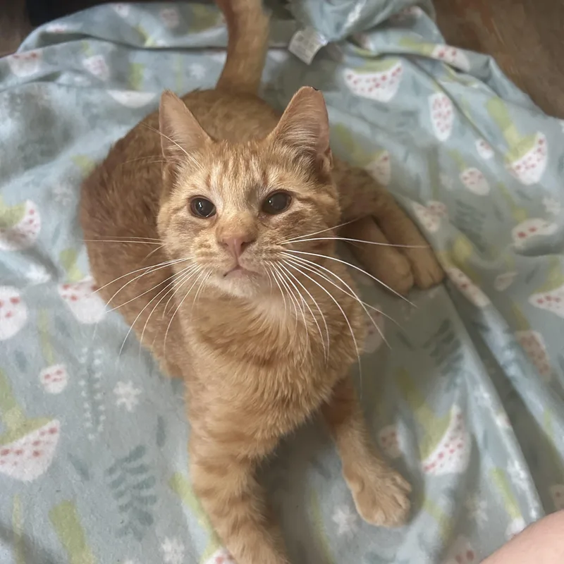 A young medium-sized male Tabby (Orange / Red) Domestic Short Hair cat named Saturn for adoption in Fort Oglethorpe, GA